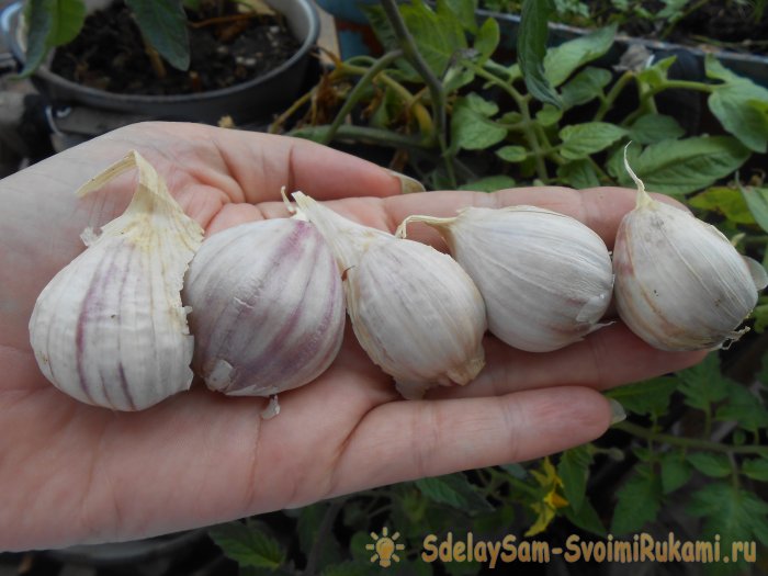 Сроки посадки чеснока под зиму