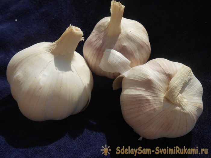 Сроки посадки чеснока под зиму