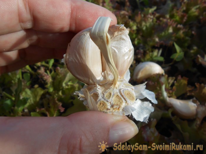 Сроки посадки чеснока под зиму