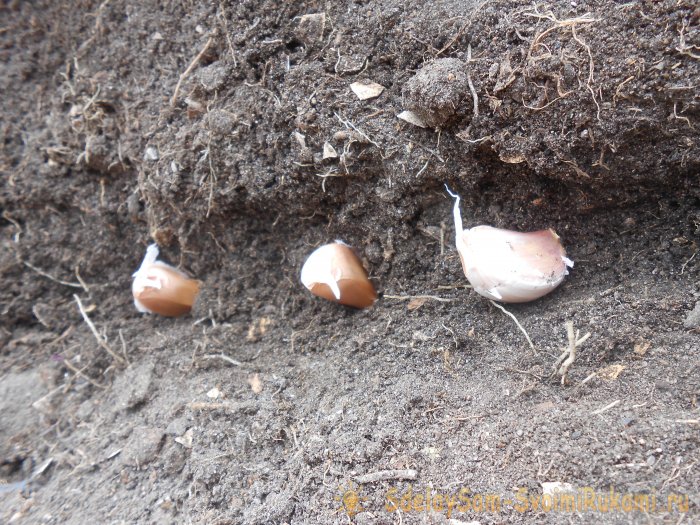 Сроки посадки чеснока под зиму