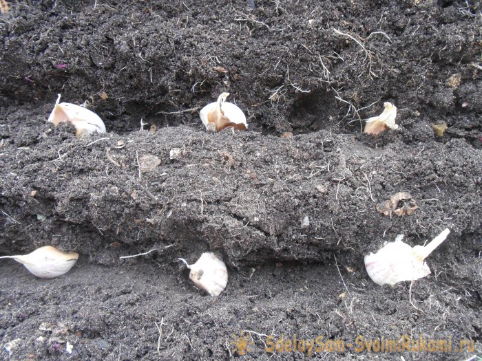 Сроки посадки чеснока под зиму