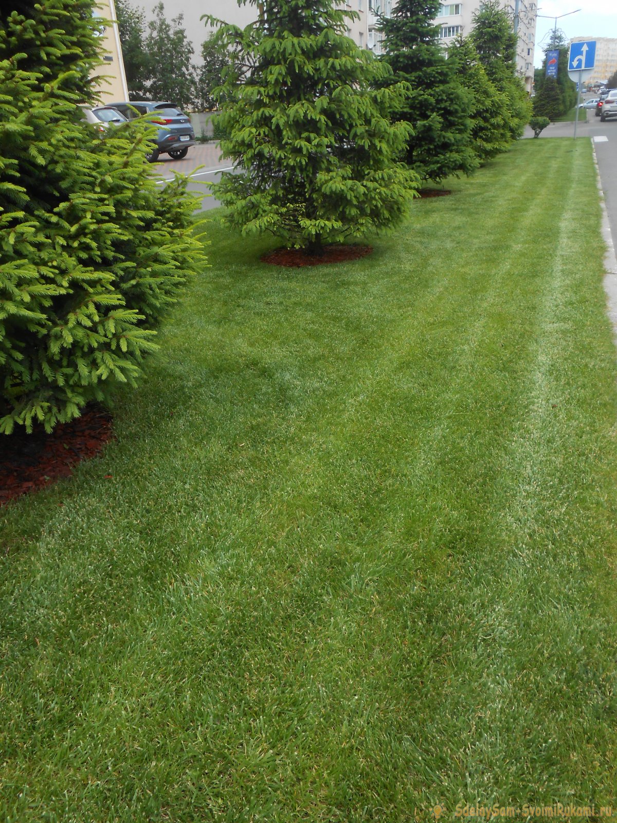 Ваш газон будет как в кино, если делать правильный уход: стрижка, подкормка, аэрация