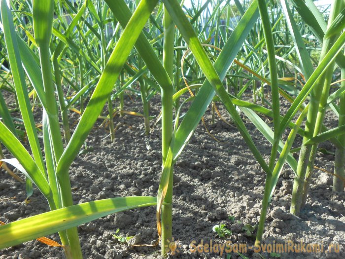 Качественный посадочный материал для получения обильного урожая озимого чеснока