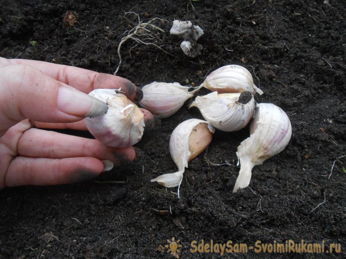 Качественный посадочный материал для получения обильного урожая озимого чеснока