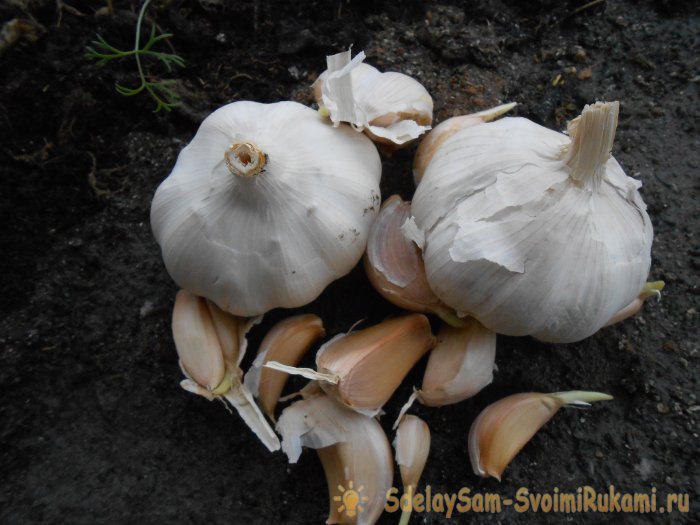 Качественный посадочный материал для получения обильного урожая озимого чеснока