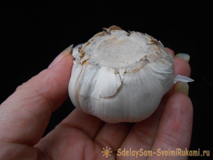 Качественный посадочный материал для получения обильного урожая озимого чеснока