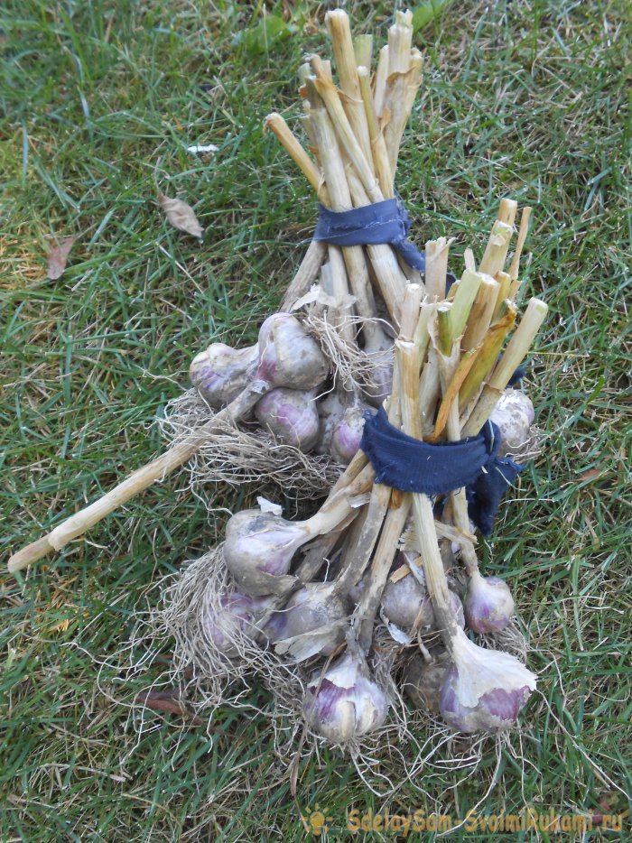 Качественный посадочный материал для получения обильного урожая озимого чеснока