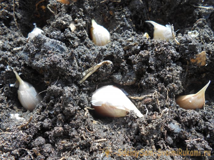 Качественный посадочный материал для получения обильного урожая озимого чеснока