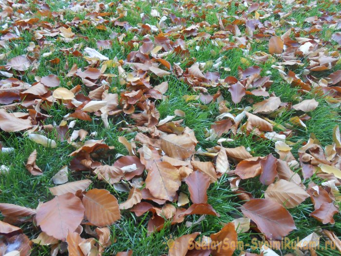 Чтоб газон был как в кино делайте правильный уход стрижка подкормка аэрация