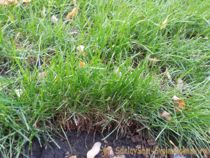 Чтоб газон был как в кино делайте правильный уход стрижка подкормка аэрация