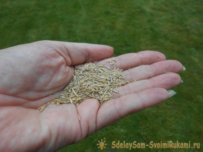 Чтоб газон был как в кино делайте правильный уход стрижка подкормка аэрация