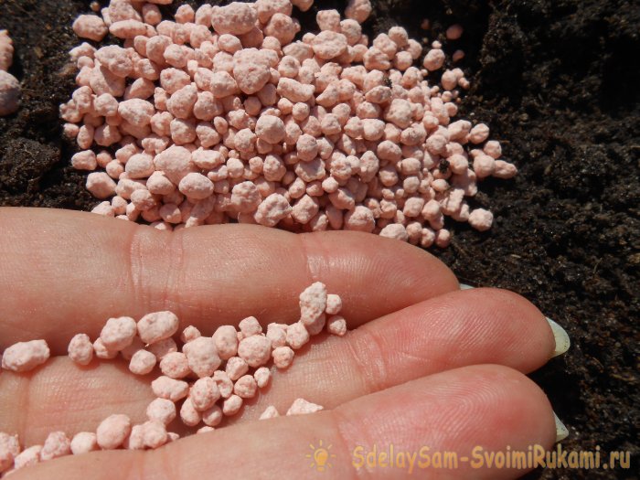 Чтоб газон был как в кино делайте правильный уход стрижка подкормка аэрация