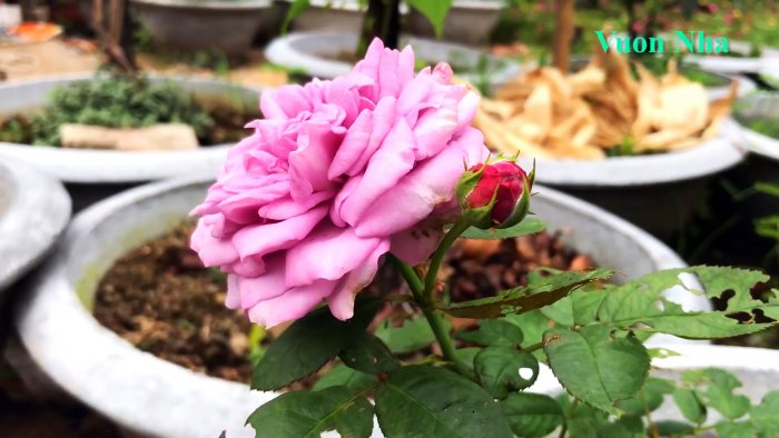 Как по-новому сформировать отводок розы с крепкими корнями всего за 1 месяц