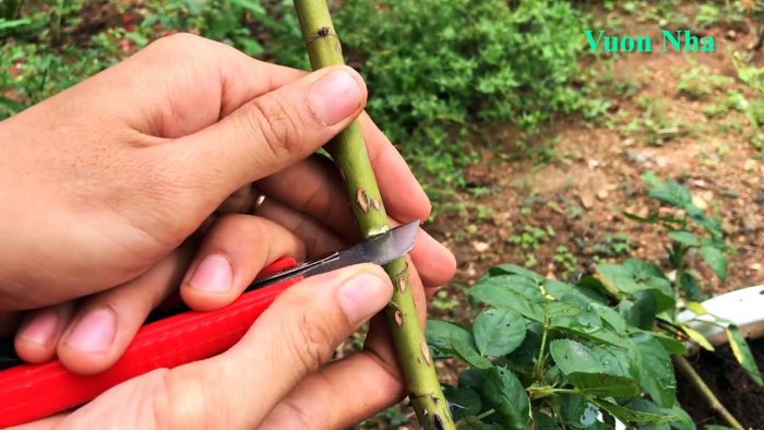 Как по-новому сформировать отводок розы с крепкими корнями всего за 1 месяц