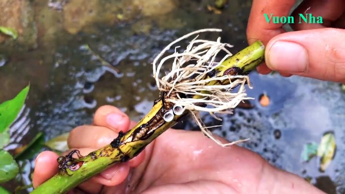 Как по-новому сформировать отводок розы с крепкими корнями всего за 1 месяц