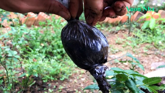 Как по-новому сформировать отводок розы с крепкими корнями всего за 1 месяц