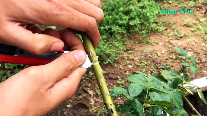 Как по-новому сформировать отводок розы с крепкими корнями всего за 1 месяц