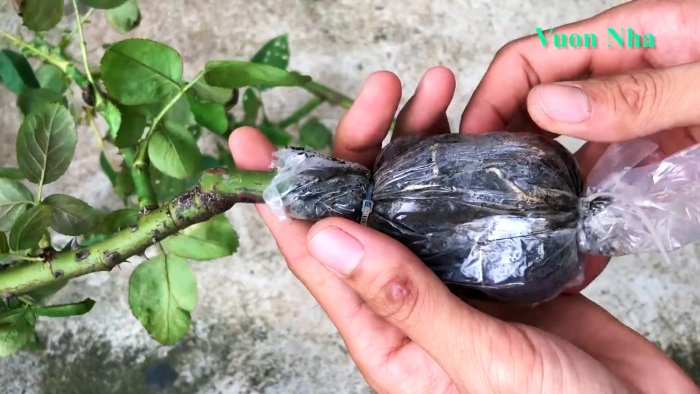 Как по-новому сформировать отводок розы с крепкими корнями всего за 1 месяц