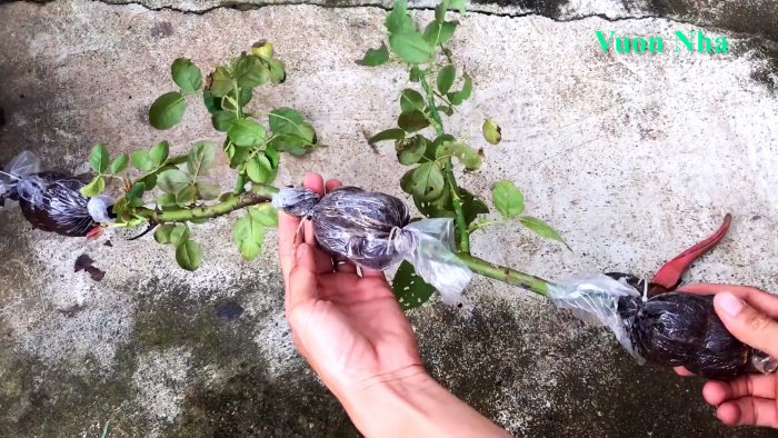 Как по-новому сформировать отводок розы с крепкими корнями всего за 1 месяц