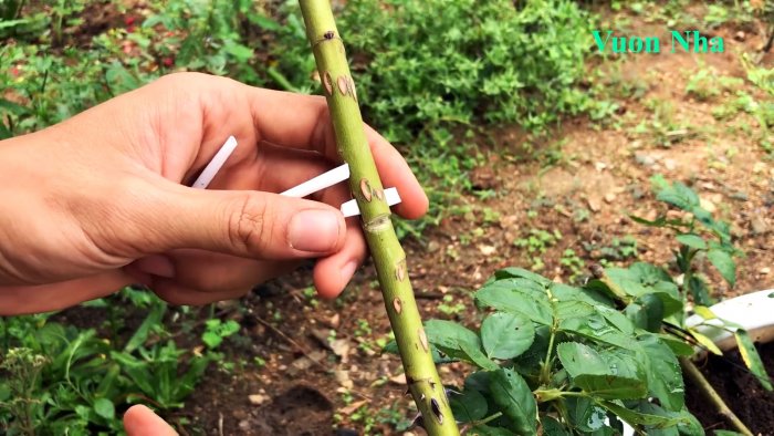 Как по-новому сформировать отводок розы с крепкими корнями всего за 1 месяц