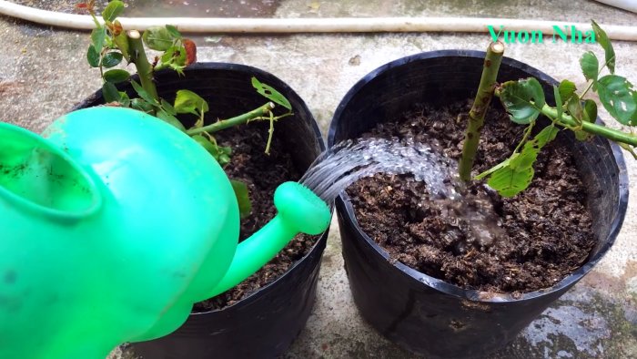 Как по-новому сформировать отводок розы с крепкими корнями всего за 1 месяц