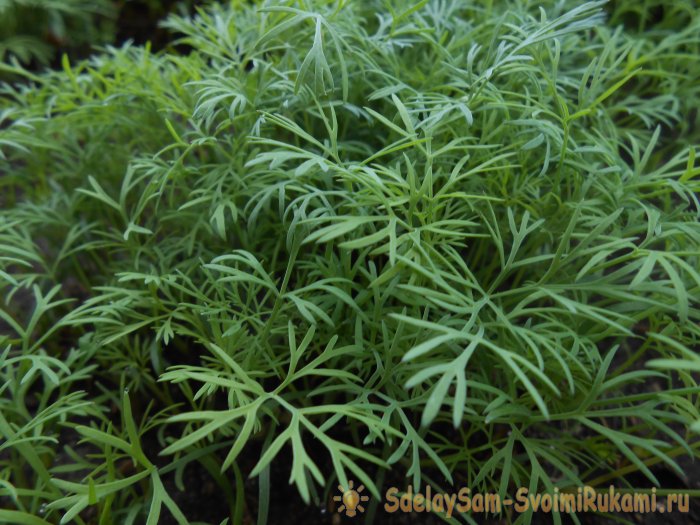 Как вырастить укроп в домашних условиях