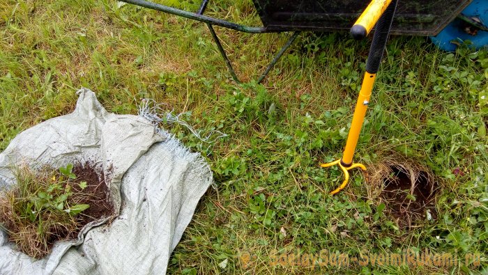 Интересный способ посадки роз в Сибири