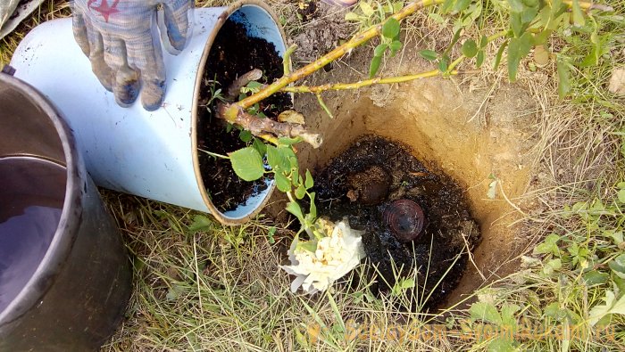 Интересный способ посадки роз в Сибири