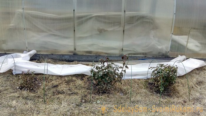 Интересный способ посадки роз в Сибири