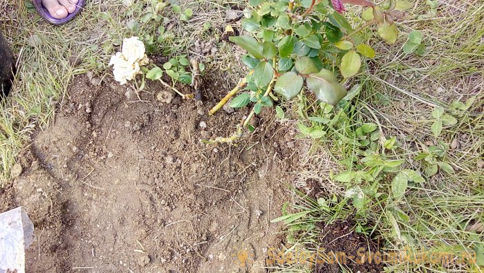 Интересный способ посадки роз в Сибири