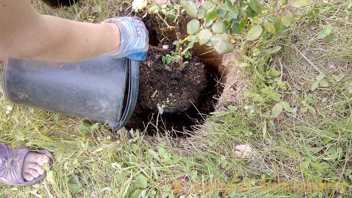 Интересный способ посадки роз в Сибири