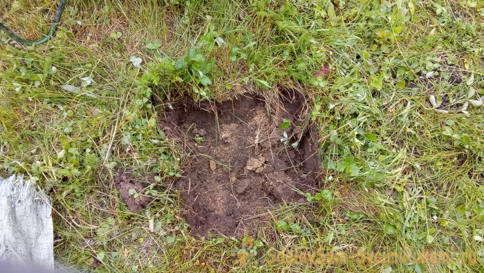 Интересный способ посадки роз в Сибири