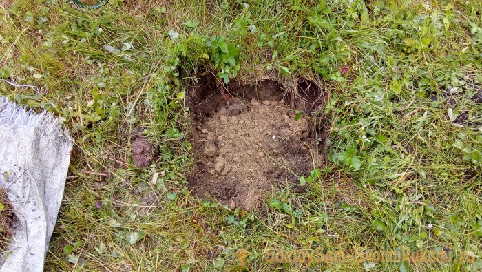 Интересный способ посадки роз в Сибири