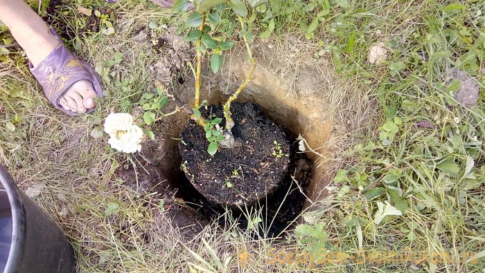 Интересный способ посадки роз в Сибири