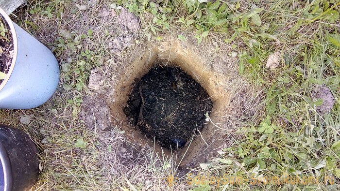 Интересный способ посадки роз в Сибири