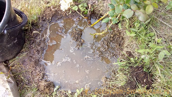 Интересный способ посадки роз в Сибири