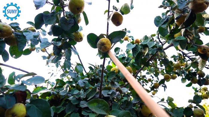 Крюк для сбора яблок и груш