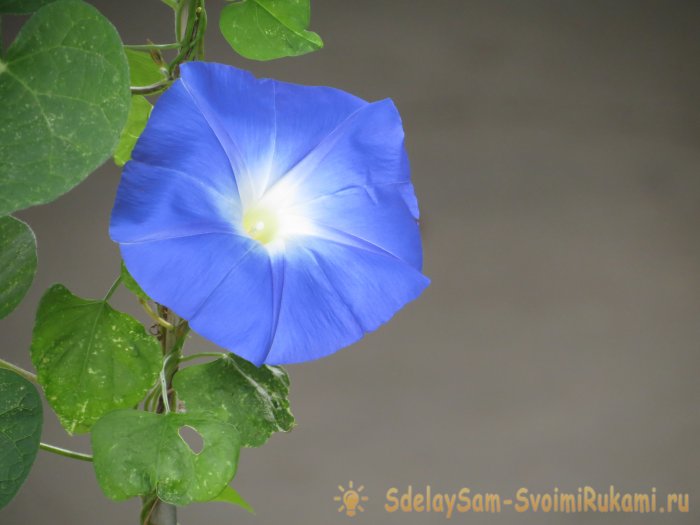 10 сорняков с удивительными свойствами - Вьюнок полевой