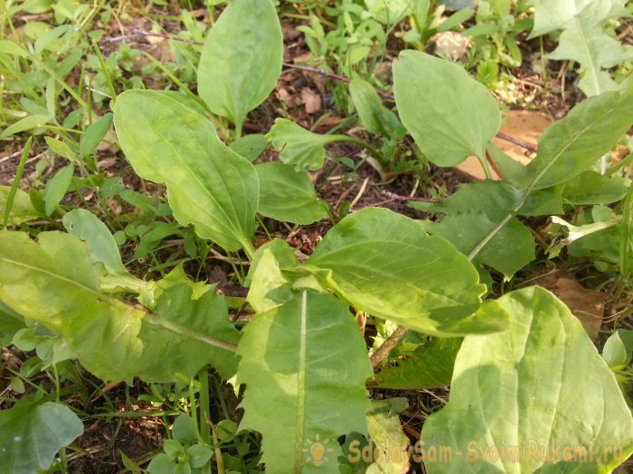 10 сорняков с удивительными свойствами - Подорожник