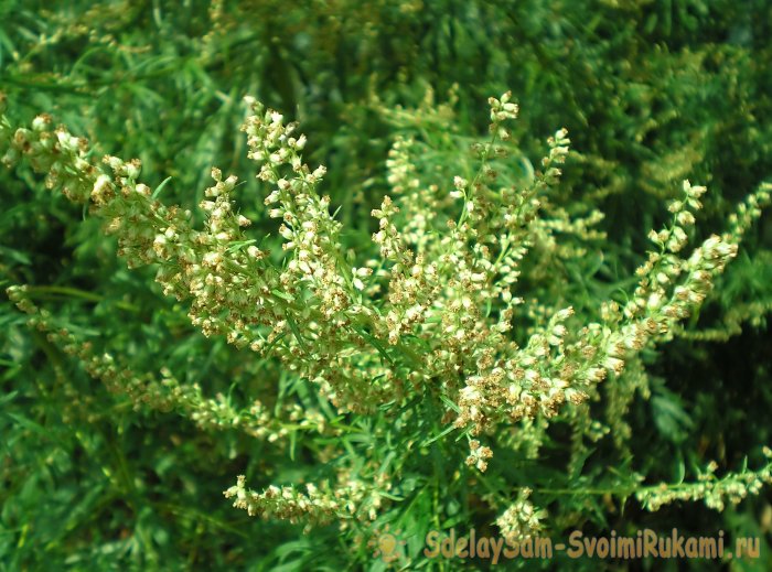 10 сорняков с удивительными свойствами - Полынь обыкновенная