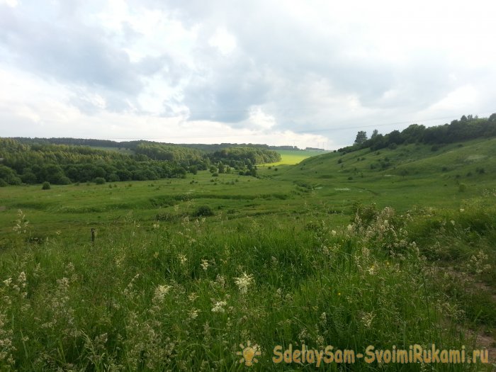 10 сорняков с удивительными свойствами