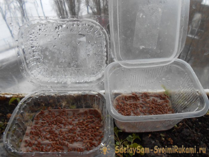 Микрозелень в домашних условиях