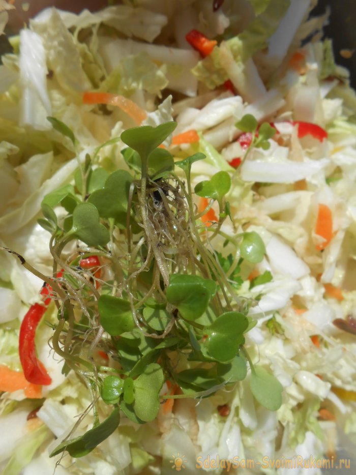 Микрозелень в домашних условиях