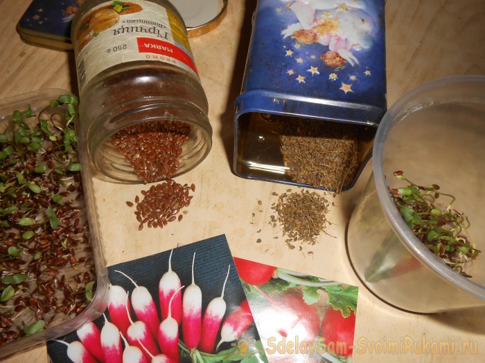 Микрозелень в домашних условиях