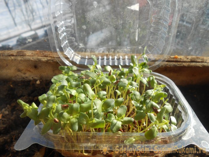 Микрозелень в домашних условиях