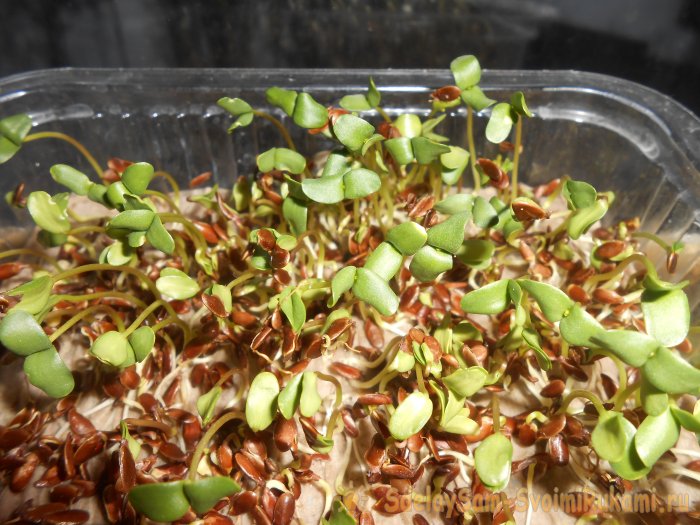 Микрозелень в домашних условиях