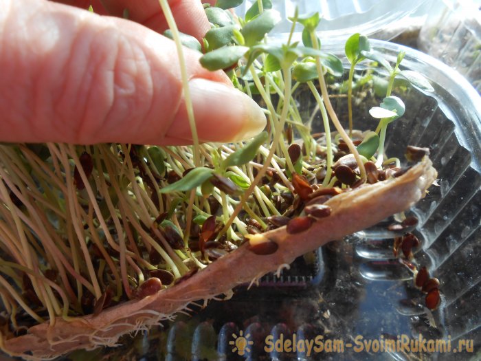 Микрозелень в домашних условиях
