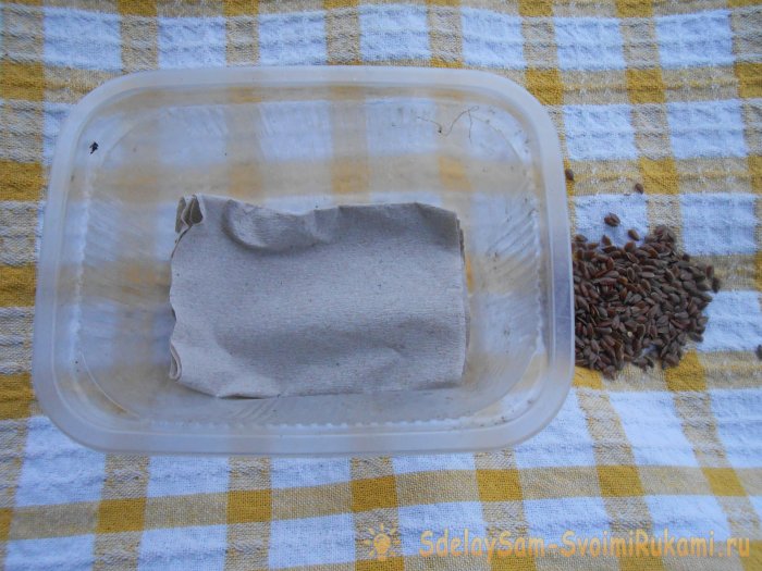 Микрозелень в домашних условиях