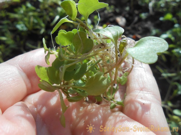 Микрозелень в домашних условиях