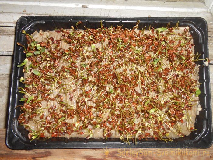 Микрозелень в домашних условиях